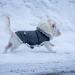Thumbnail for Protecting Your Pet in Winter Weather